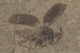 Beetle Fossil - Green River Formation, Utah #101569-1